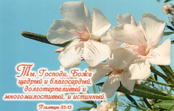 "Ты, Господи, Боже, щедрый и благосердый, долготерпеливый...". Цветок. Псалтирь 85:15