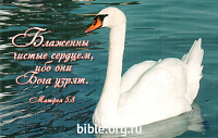 "Блаженны чистые сердцем, обо они Бога узрят". Матфея 5:8. Белый лебедь